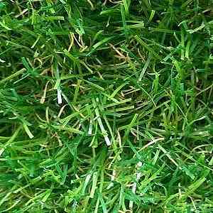 Искусственная трава Тропикана 35мм Тропикана 35мм фото ##numphoto## | FLOORDEALER